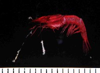 藏品(安波岩蝦)的圖片