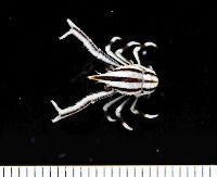 藏品(美麗異鎧蝦)的圖片