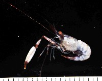 藏品(共棲岩蝦)的圖片