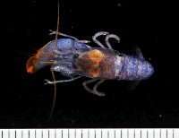 藏品(狄氏擬槍蝦)的圖片