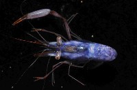 藏品(海羊齒共生長臂蝦之一種)的圖片