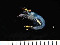 藏品(海百合岩蝦)的圖片