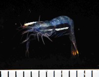 藏品(海百合岩蝦)的圖片