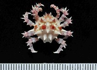 藏品(奧氏櫻蛛蟹)的圖片