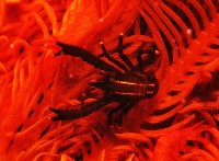 藏品(美麗異鎧蝦)的圖片