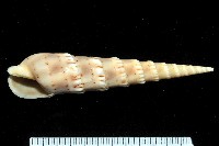 藏品(花牙筍螺)的圖片