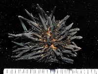 藏品(口鰓海膽)的圖片