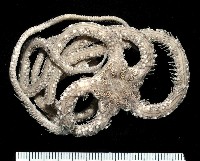 藏品(彩櫛蛇尾)的圖片