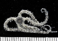 藏品(蜈蚣櫛蛇尾)的圖片