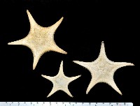 藏品(細(窄)花海星)的圖片