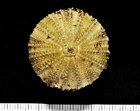 藏品(雜色角孔海膽)的圖片