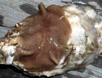 藏品(東方柄渦蟲)的圖片