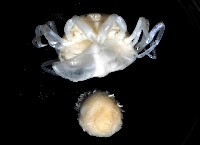 藏品(中華蚶豆蟹)的圖片