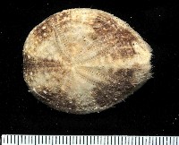 藏品(扁仙壺海膽)的圖片