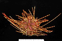 藏品(斑腔海膽)的圖片