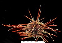 藏品(浪腔海膽(波紋腔海膽))的圖片