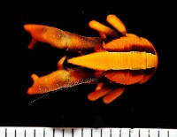 藏品(美麗異鎧蝦)的圖片