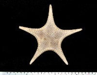 藏品(平滑(光滑)花海星)的圖片