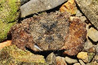 藏品(字紋弓蟹)的圖片