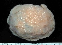 藏品(未知種側鰓)的圖片