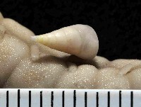 藏品(強壯瓷螺(暫譯))的圖片