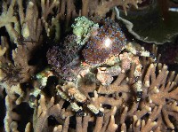 藏品(瘤狀圓腔蟹)的圖片