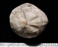 藏品(吻壺海膽)的圖片