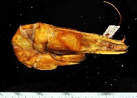 藏品(草蝦)的圖片