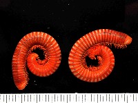 藏品(磚紅厚甲馬陸)的圖片