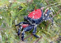 藏品(粗腿招潮)的圖片