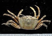 藏品(賈瑟琳招潮)的圖片