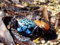 藏品(四角招潮)的圖片