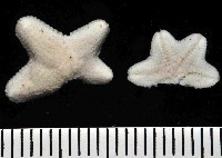 藏品(伯頓海燕)的圖片