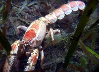 藏品(東沙海蛄蝦(新種))的圖片