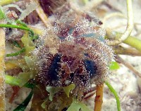 藏品(高腰海膽)的圖片