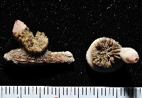 藏品(未知種異杯珊瑚)的圖片