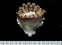 藏品(卡諾貝里卡葵珊瑚)的圖片