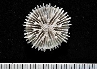 藏品( 佛氏角杯珊瑚)的圖片