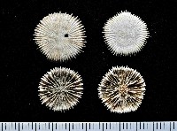 藏品(臺灣角杯珊瑚)的圖片