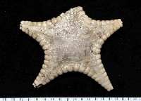 藏品(騎士章海星)的圖片