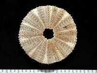 藏品(杜氏窪角海膽)的圖片