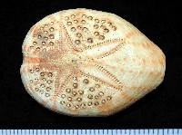 藏品(秀麗布萊海膽)的圖片