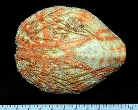 藏品(秀麗布萊海膽)的圖片