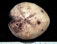 藏品(心形緣帶海膽)的圖片