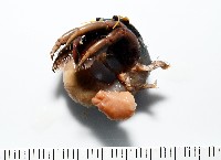 藏品(蛣蟹奴之一種)的圖片