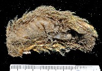 藏品(海鼠鱗沙蠶)的圖片