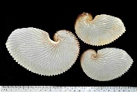 藏品(扁船蛸)的圖片