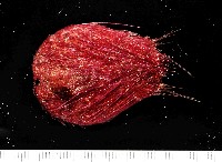 藏品(長拉文海膽)的圖片