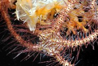 藏品(花棘刺蛇尾)的圖片