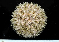 藏品(喇叭毒棘海膽)的圖片